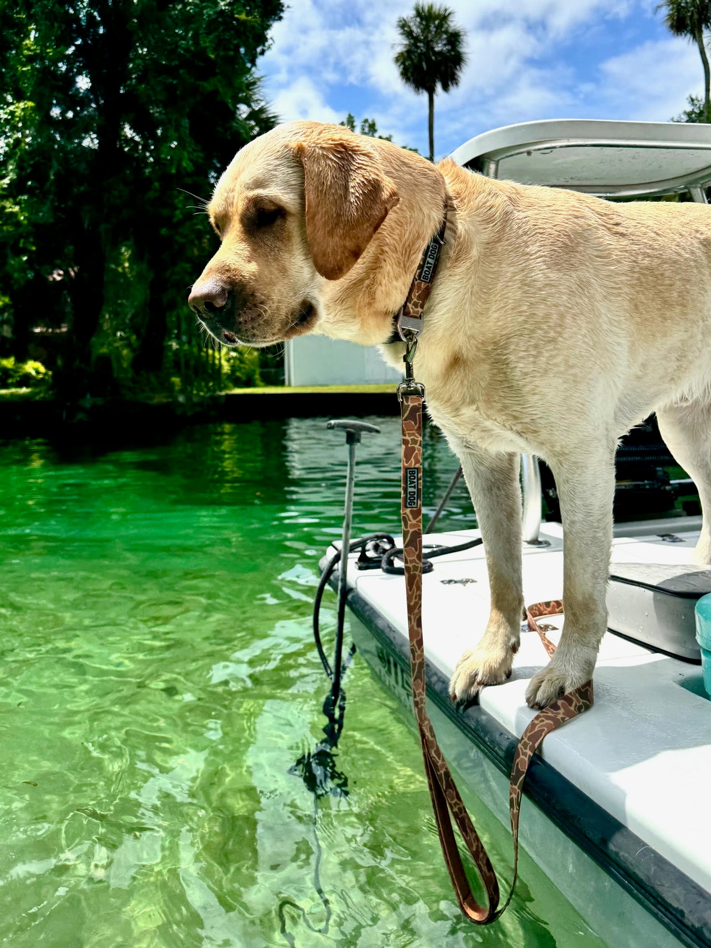 Canine Camo Gift Box