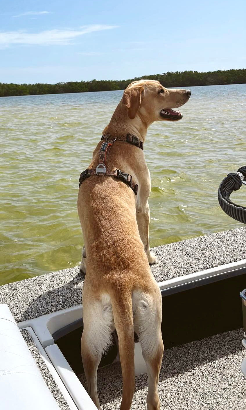Canine Camo