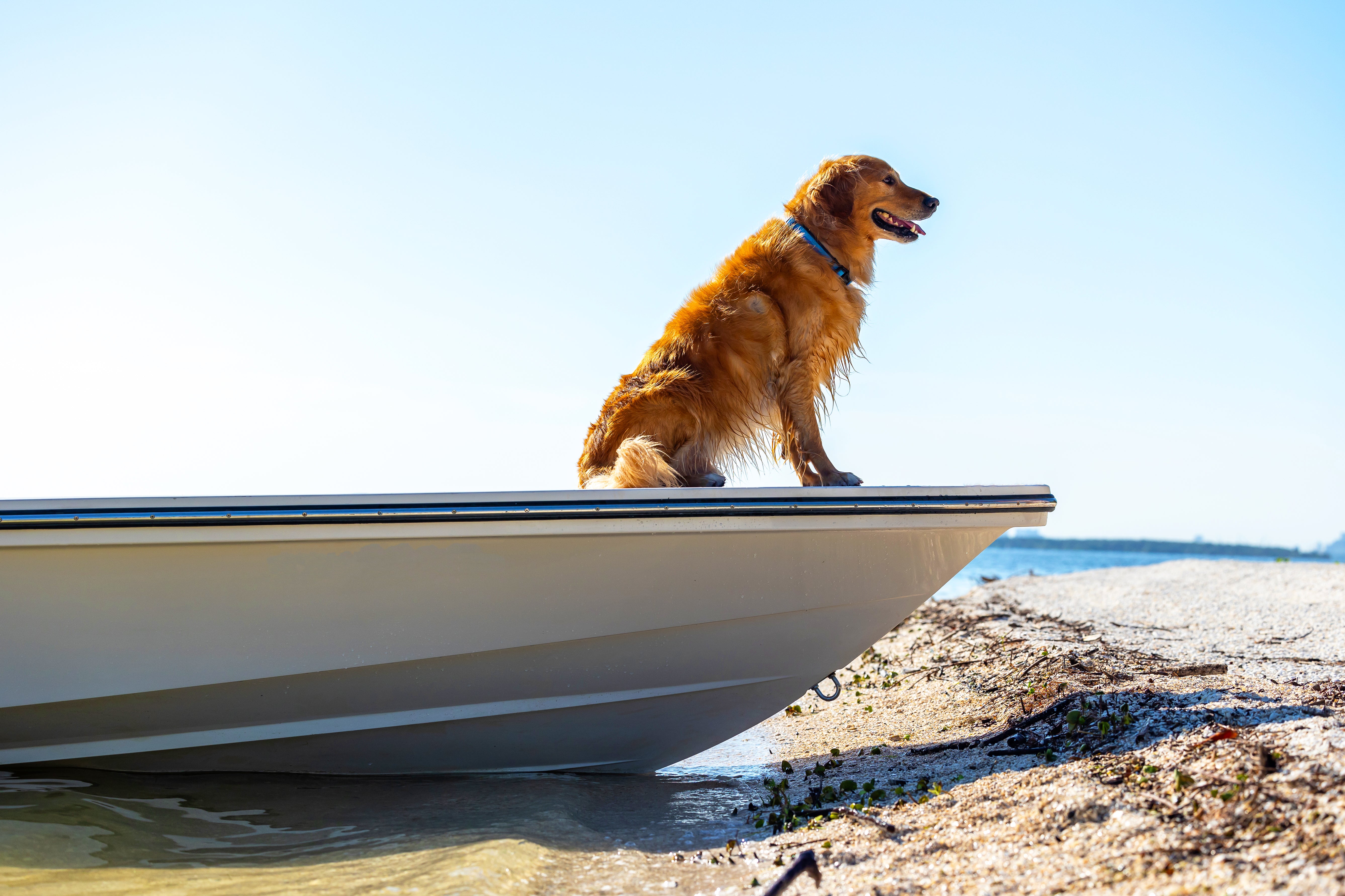 Boat dog bed hotsell